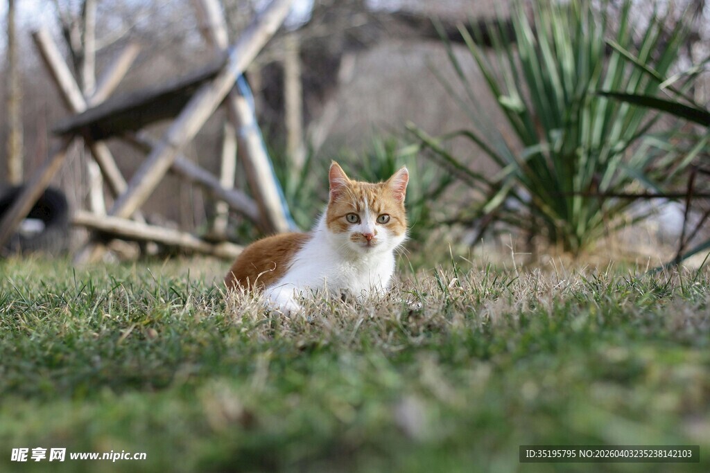 草地上的可爱三色猫咪
