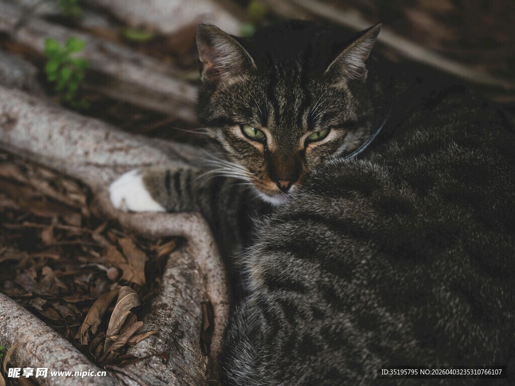 林间暗影中的神秘猫咪