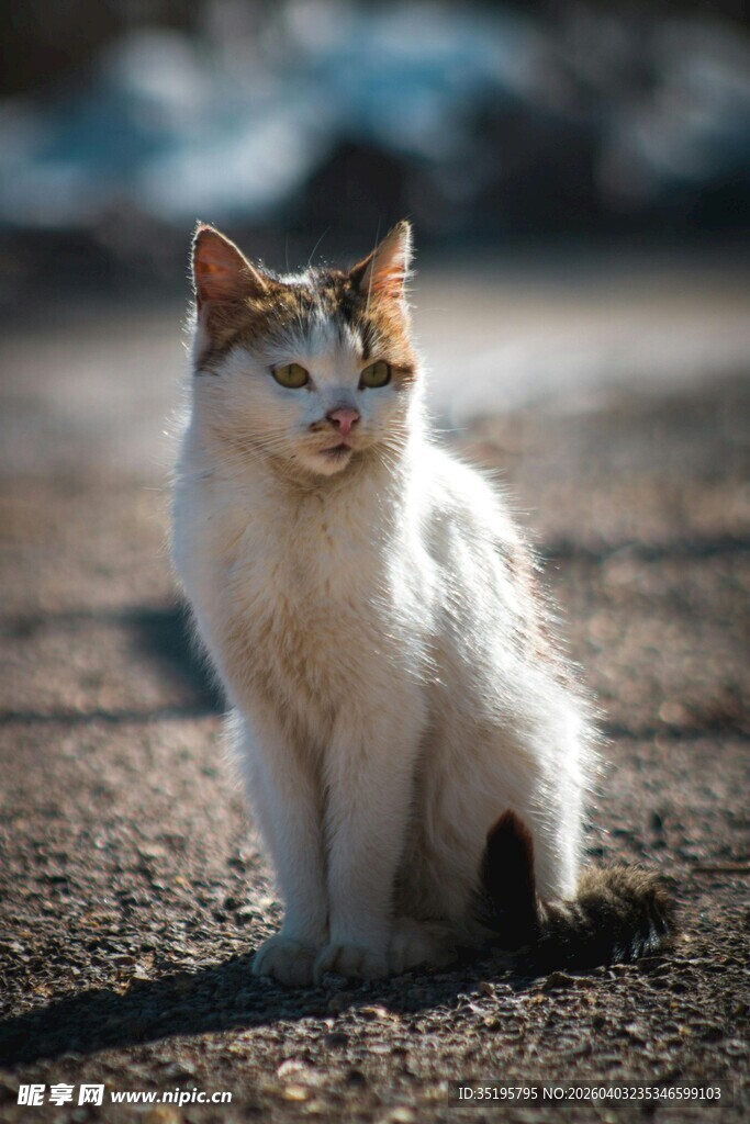 户外坐立的三色猫咪