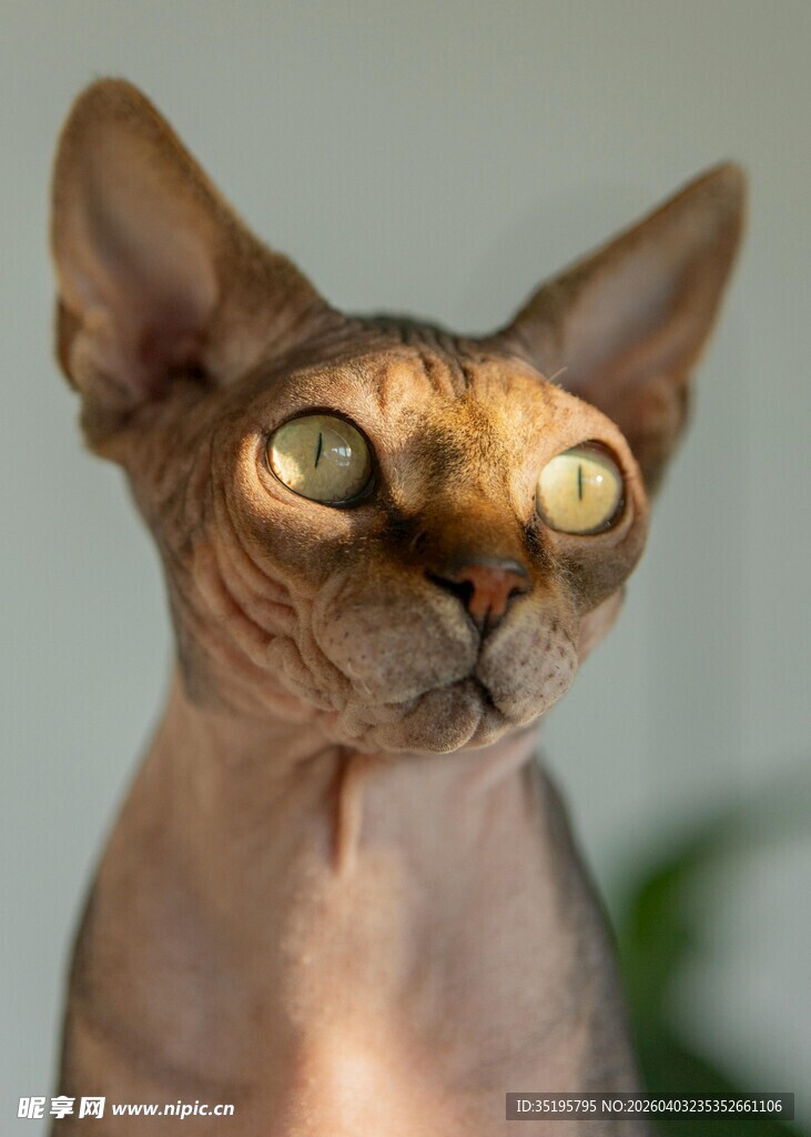 无毛猫特写