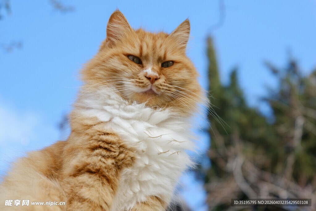 阳光下的长毛橘猫