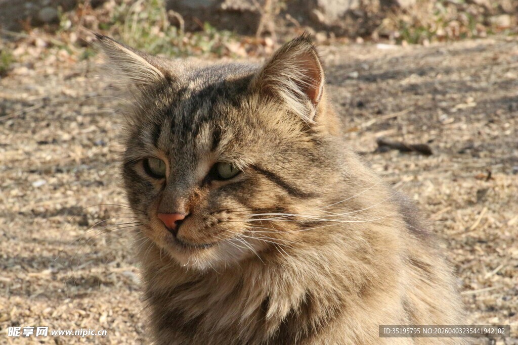 户外长毛猫的惬意瞬间