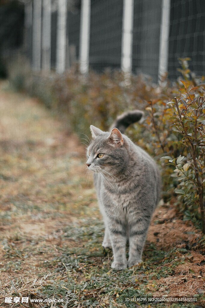 户外草地的可爱斑纹猫咪