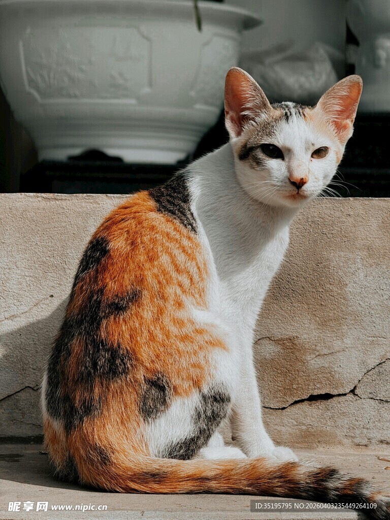 三色猫蹲坐