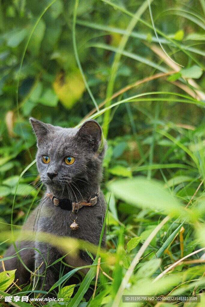 草丛中的可爱灰猫