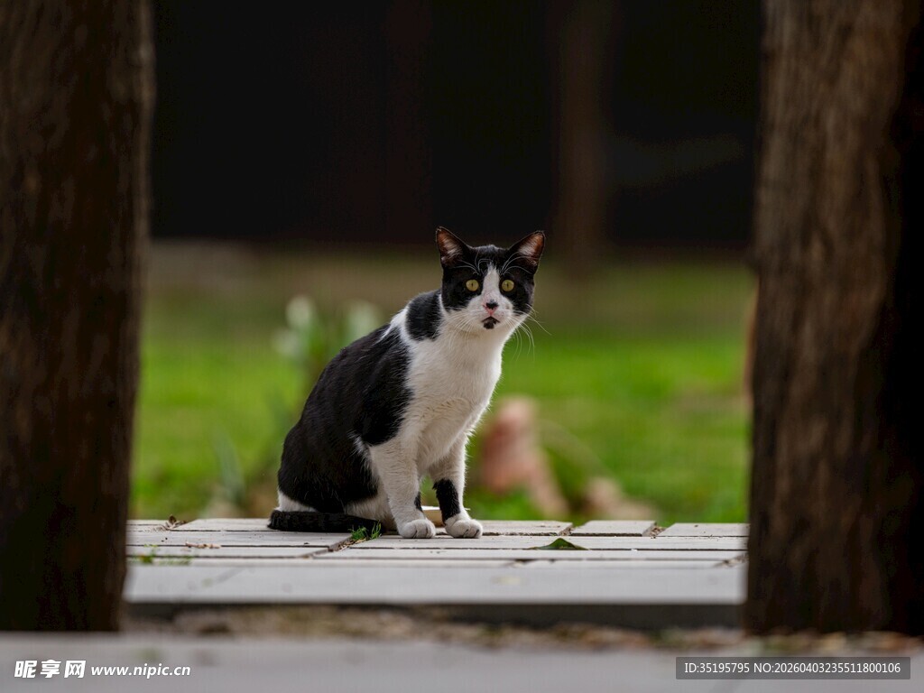 黑白猫咪坐于木柱旁