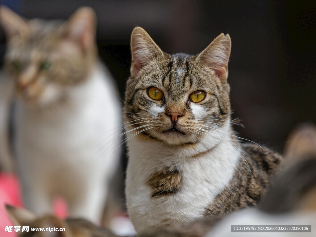可爱斑纹猫咪特写
