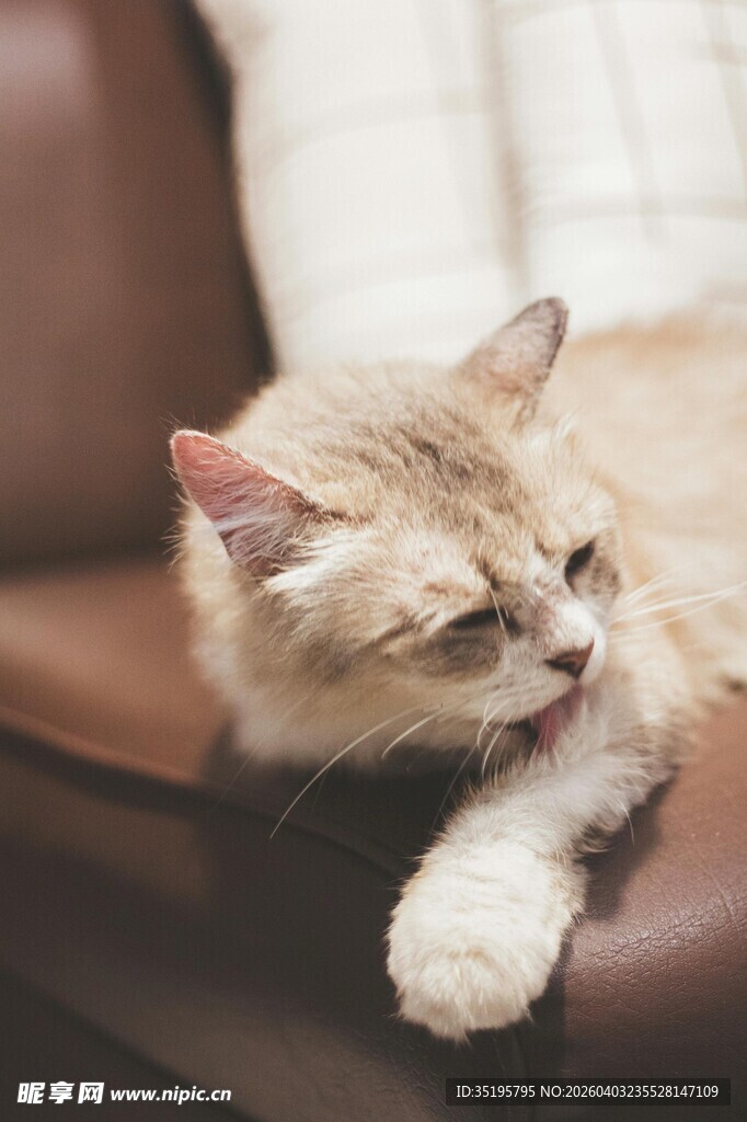 慵懒猫咪惬意躺沙发