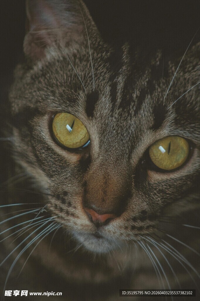 绿眼斑纹猫特写