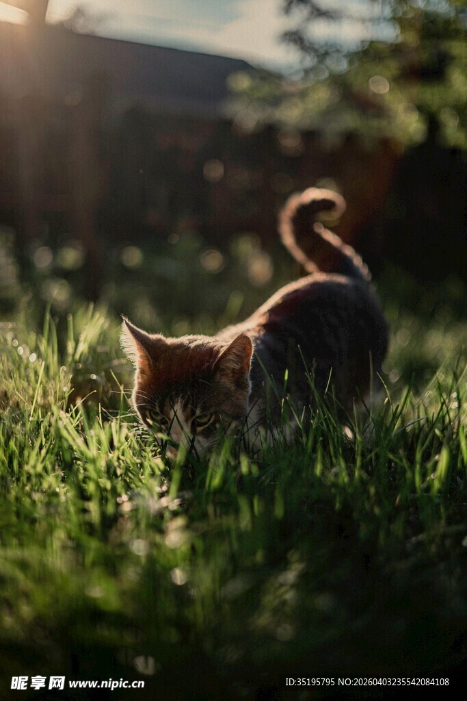 阳光下漫步的可爱猫咪