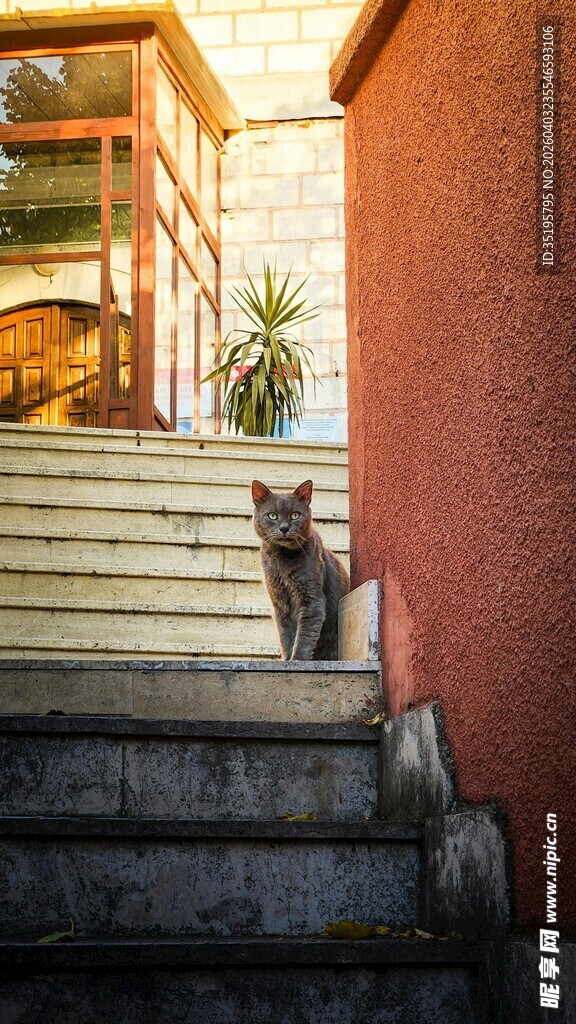 楼梯上的猫咪
