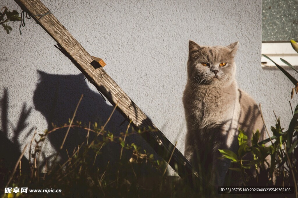 墙边草丛中的猫咪