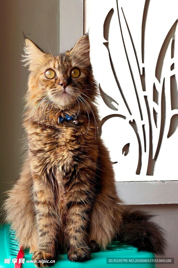 长毛猫咪端坐姿态优雅