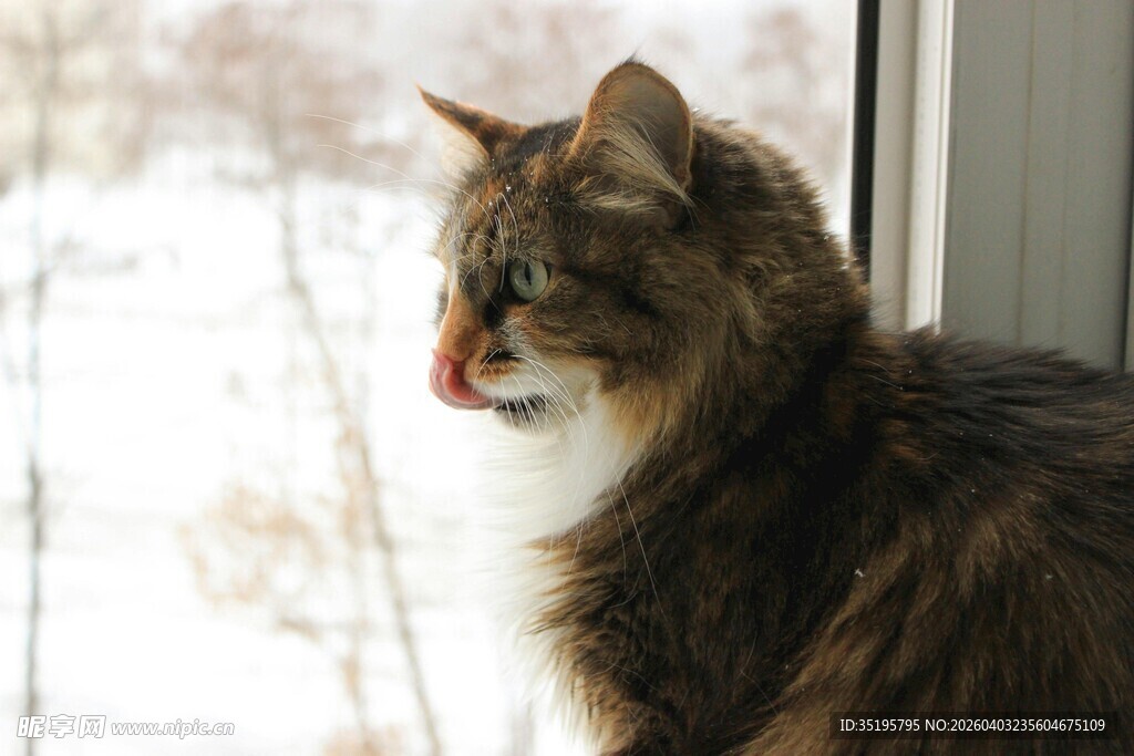 窗边猫咪望雪景