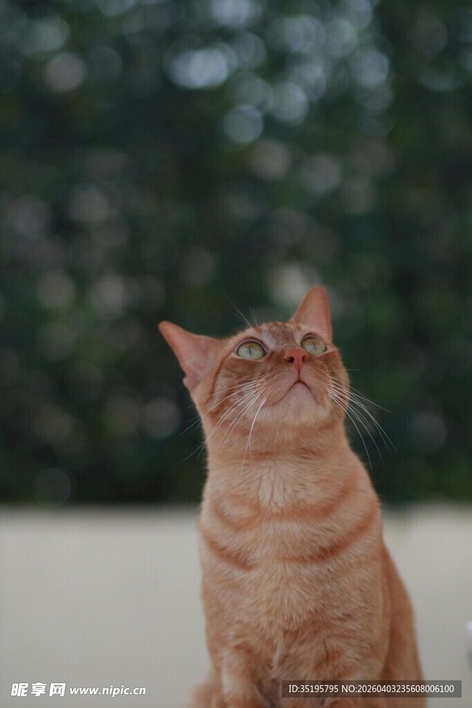 橘猫仰头望景