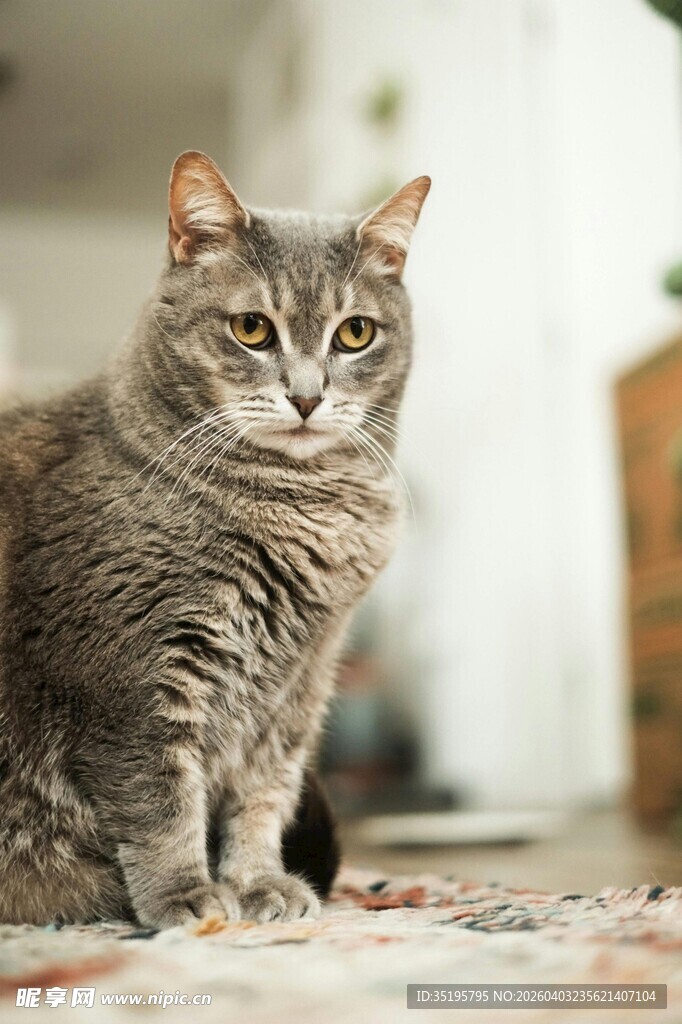 室内端坐的斑纹猫咪