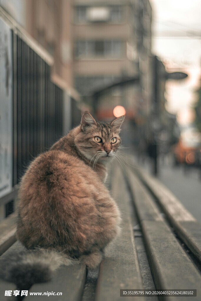 街头长椅上的悠闲猫咪