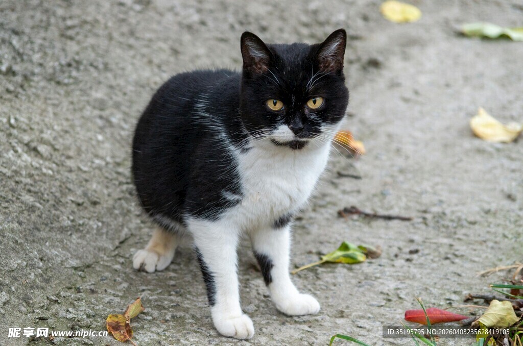 黑白猫咪于地面上静立