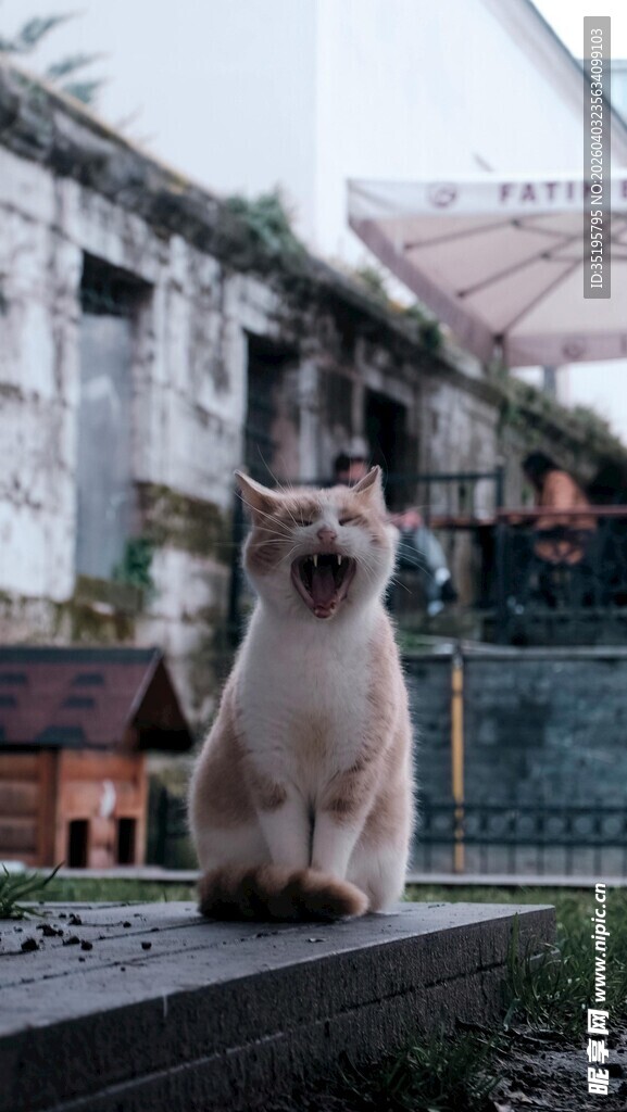 户外石台上的可爱猫咪