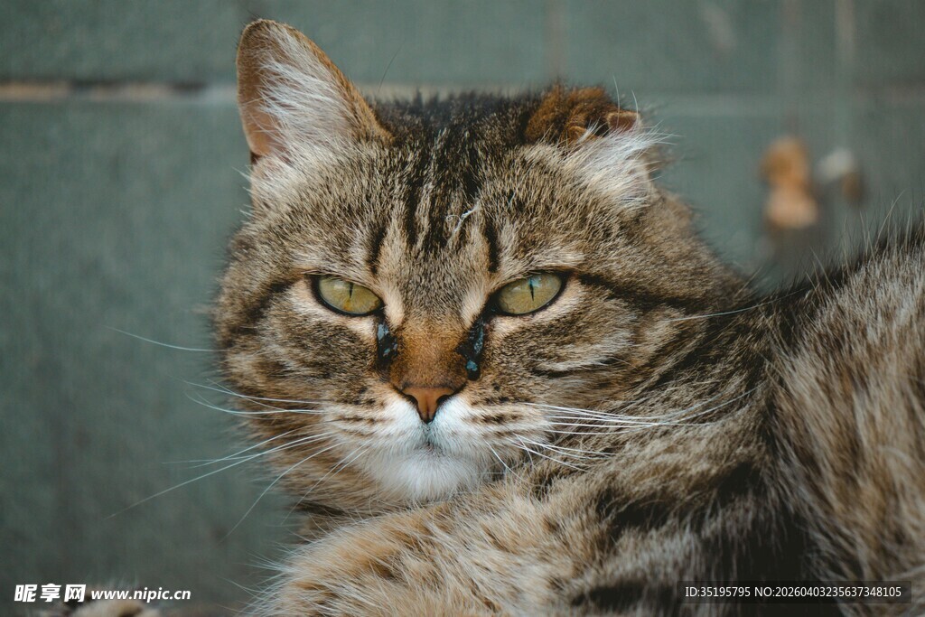 慵懒狸花猫