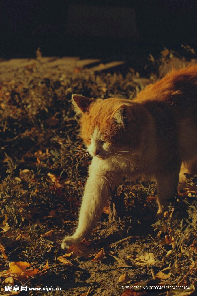 秋日漫步的橘猫