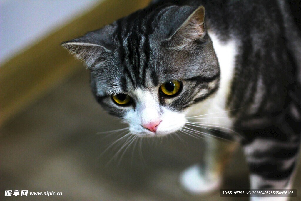 灰白斑纹猫的好奇模样