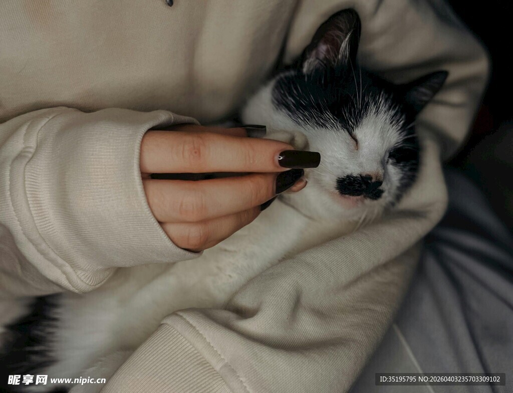 怀中猫咪被温柔抚摸