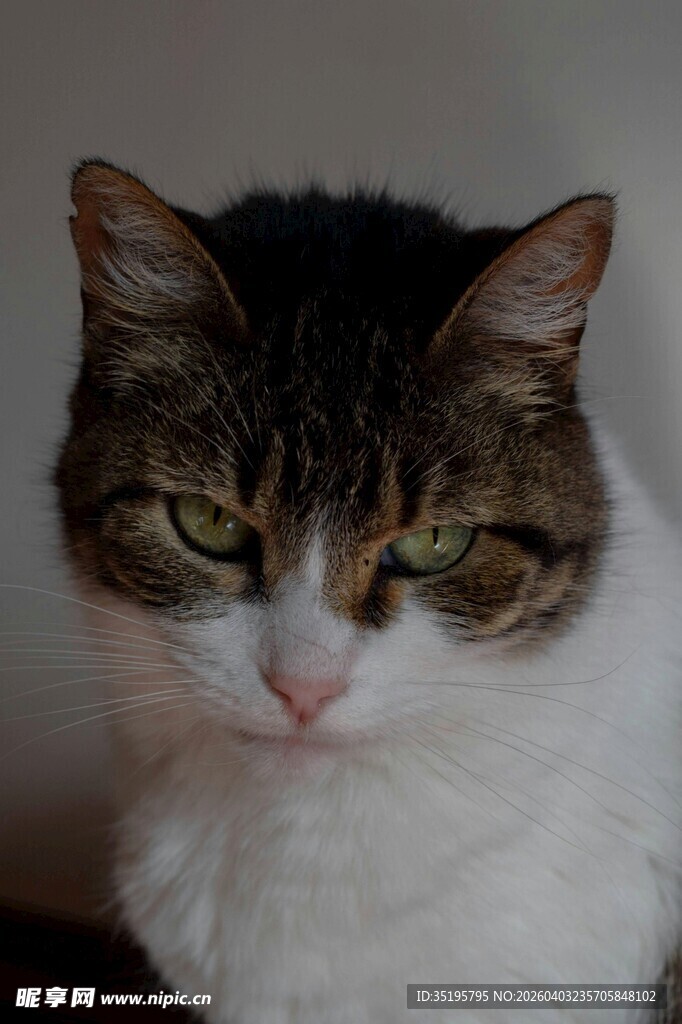 表情严肃的可爱猫咪