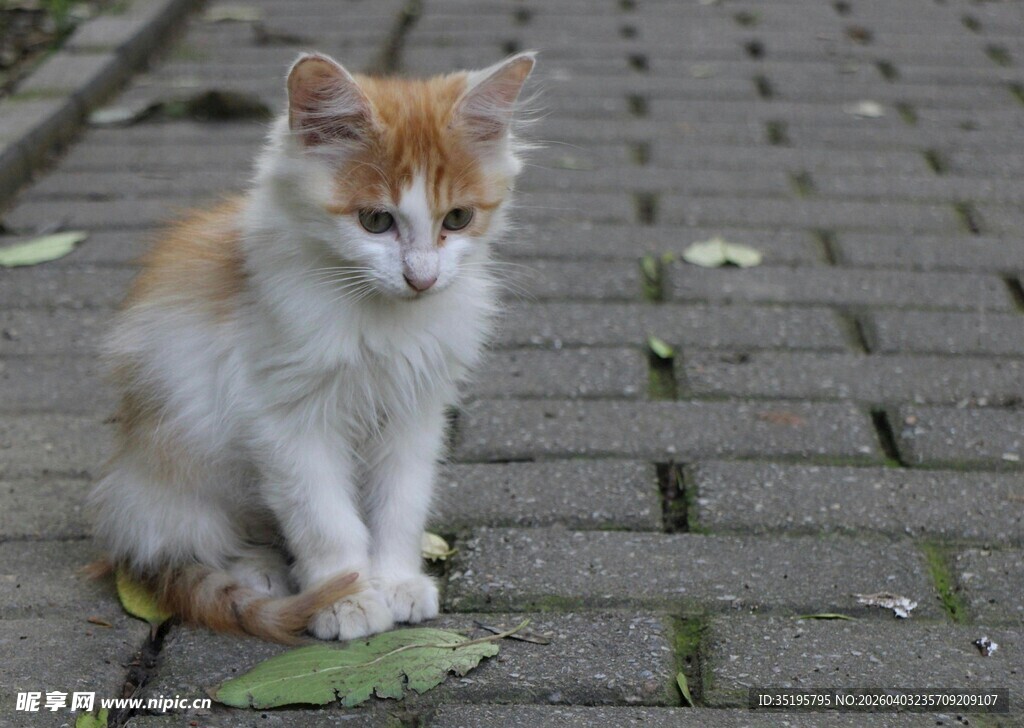 路边的长毛花色猫咪