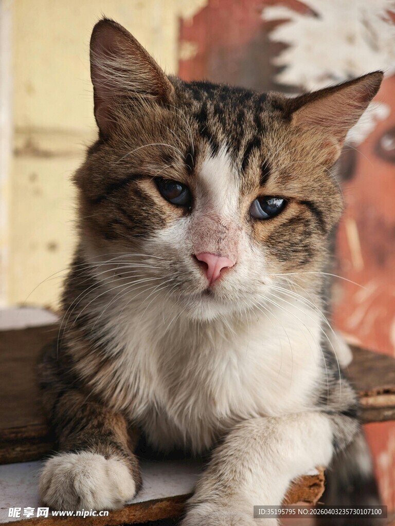 可爱长毛猫安静趴坐