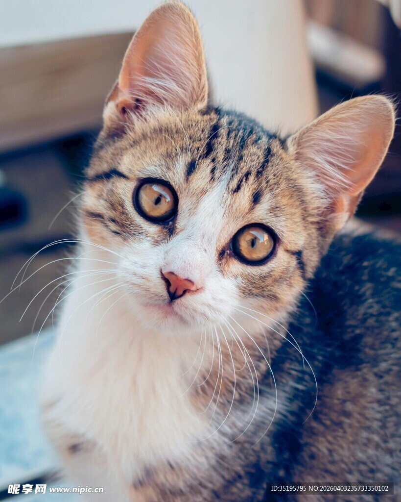 可爱小猫睁大眼睛瞧着