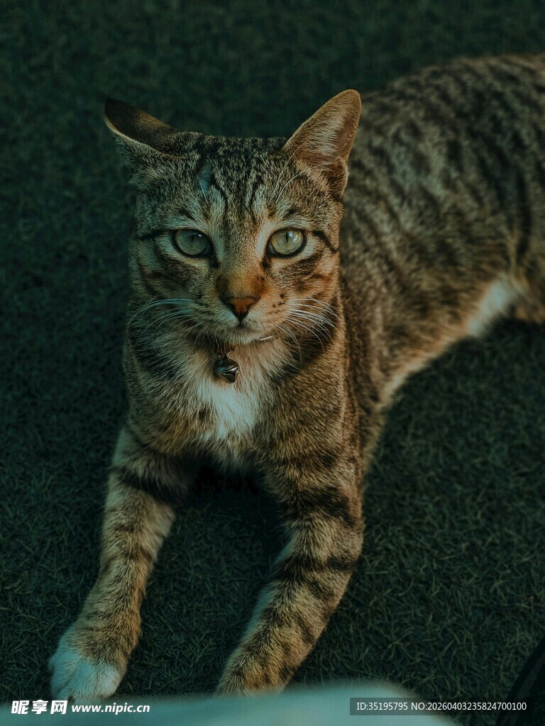趴着的斑纹猫咪