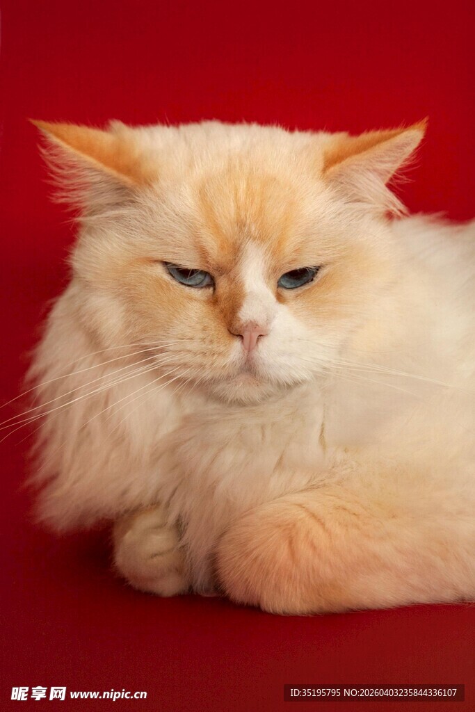 橘色长毛猫慵懒趴坐