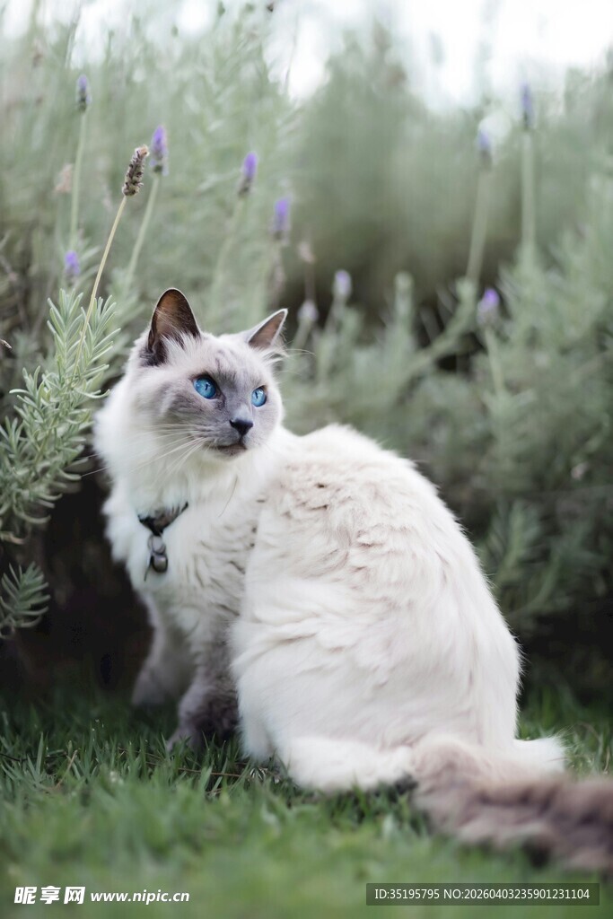草地上的优雅猫咪