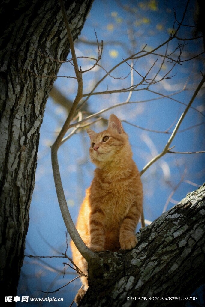 橘猫栖于树枝仰望蓝天