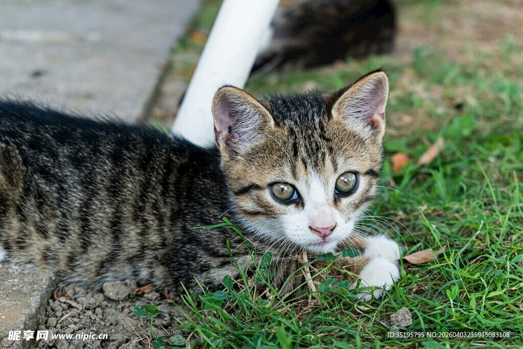 草地上的可爱斑纹小猫咪