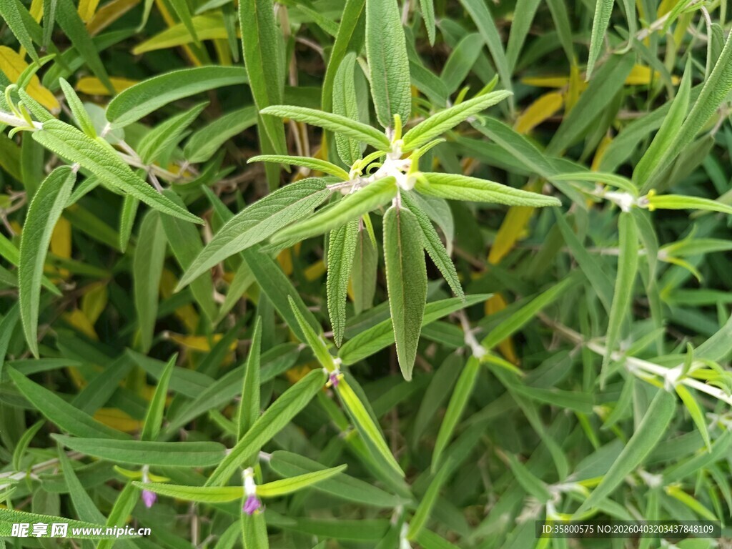 翠绿带刺植物特写