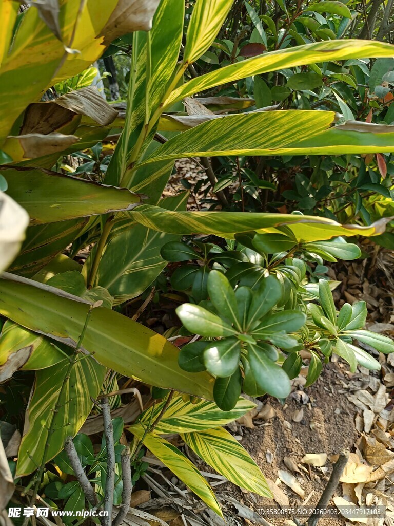 绿叶间的生机盎然植物