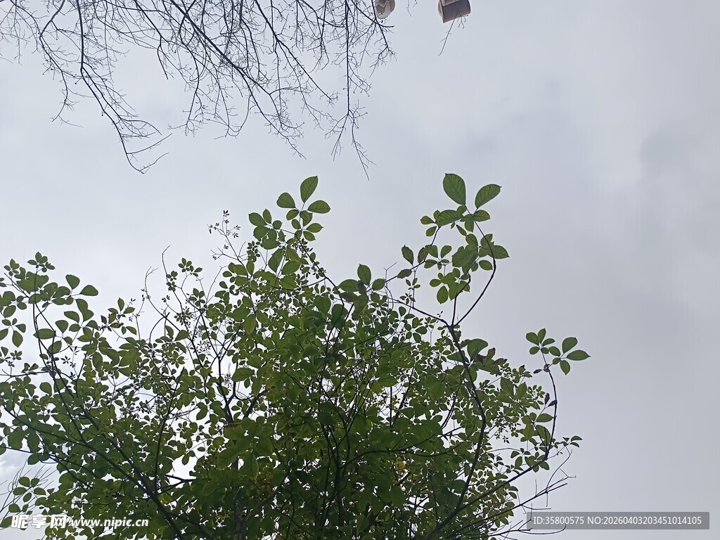 枝头之上的天空景象