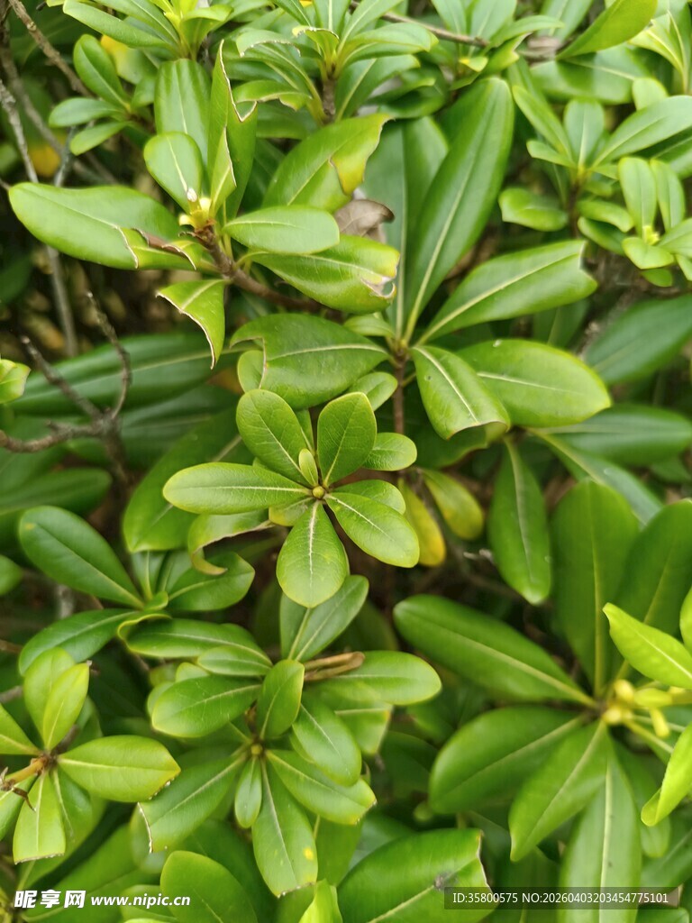 翠绿繁茂的叶片植物