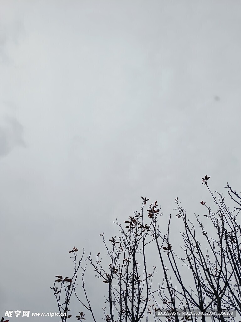 天空下的枯树枝