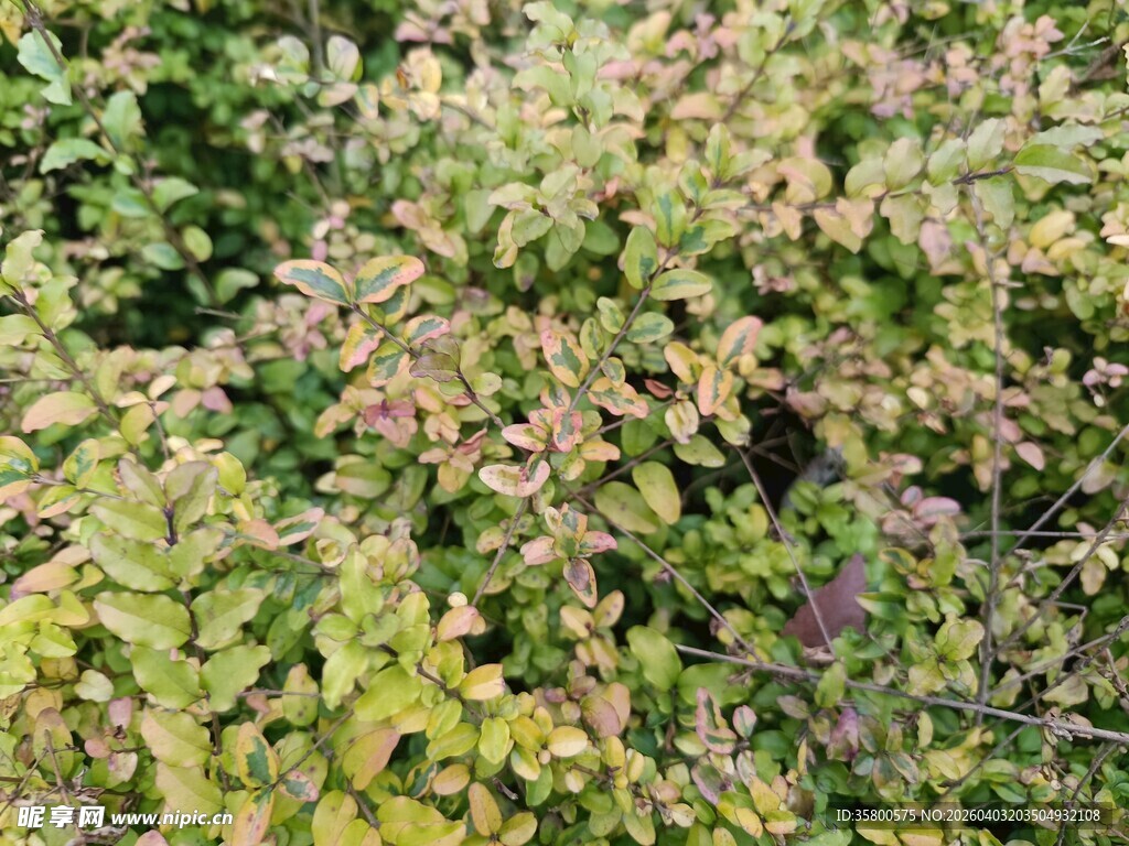 黄绿相间的繁茂植物