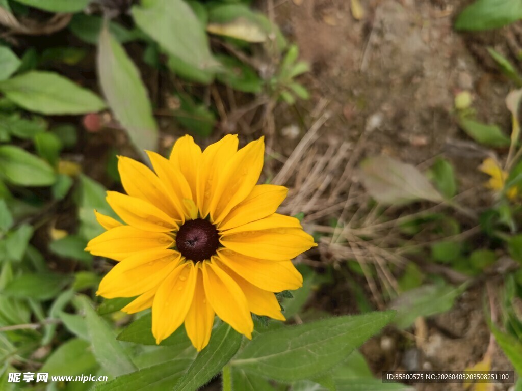 黄色黑心菊绽放于绿叶间