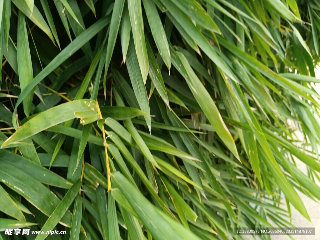 翠绿竹叶特写