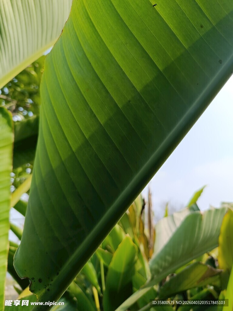 翠绿宽大的香蕉叶特写