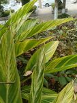 斑斓叶片的翠绿植物