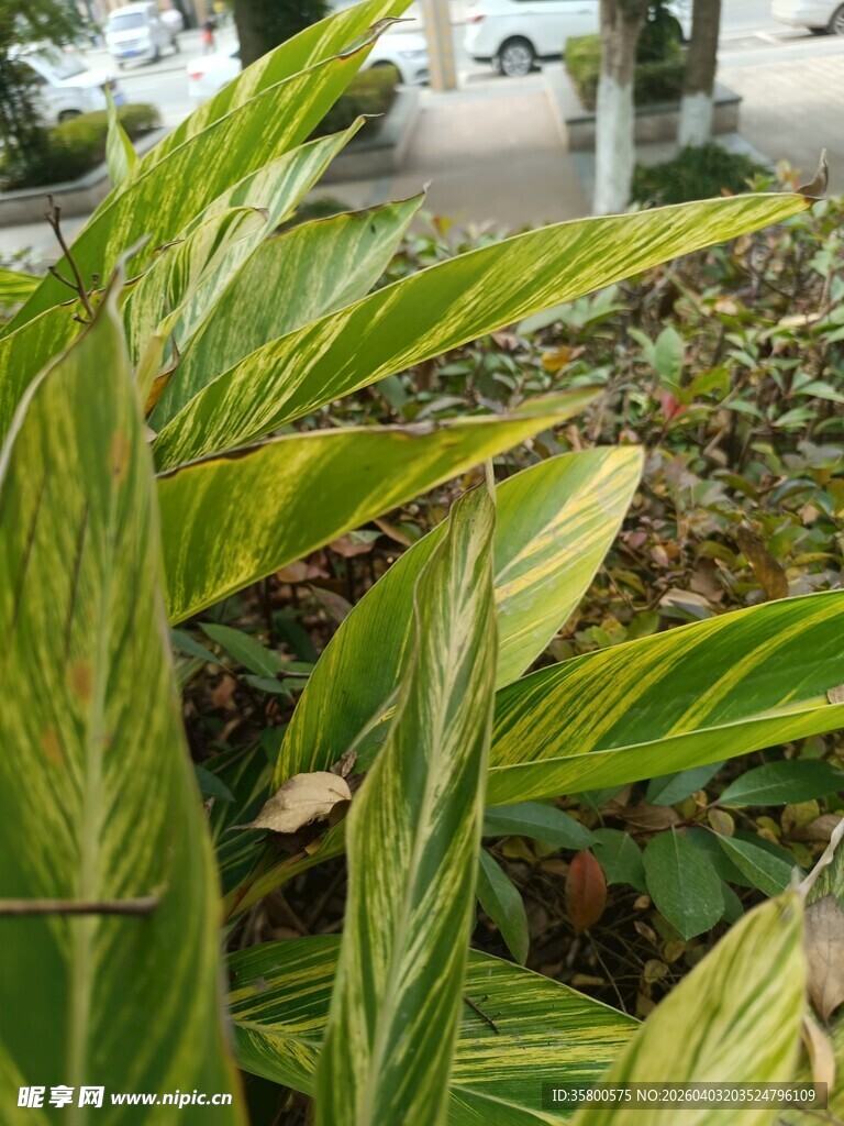 斑斓叶片的翠绿植物