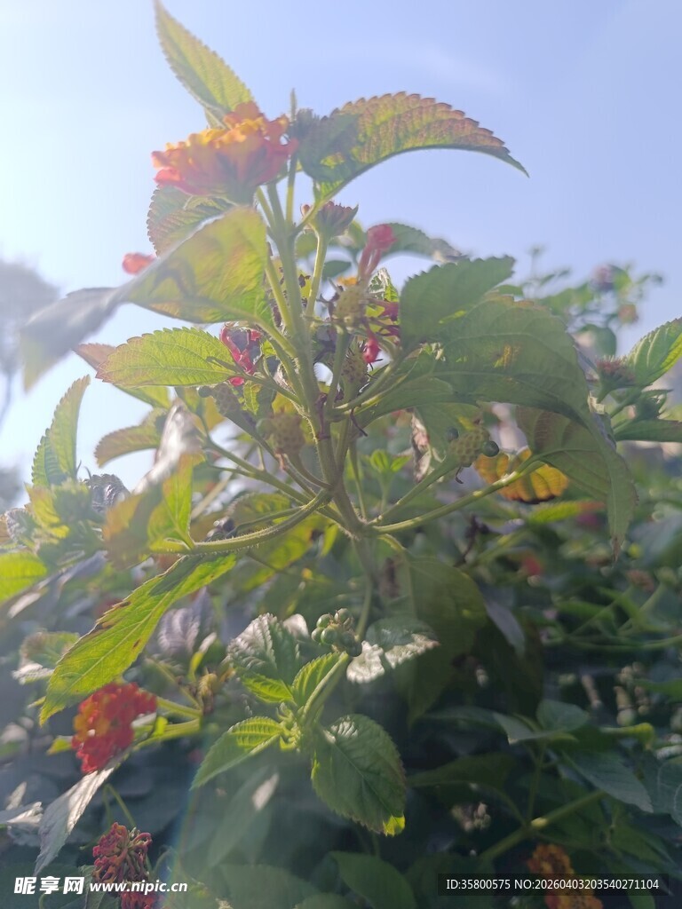 阳光下的多彩植物