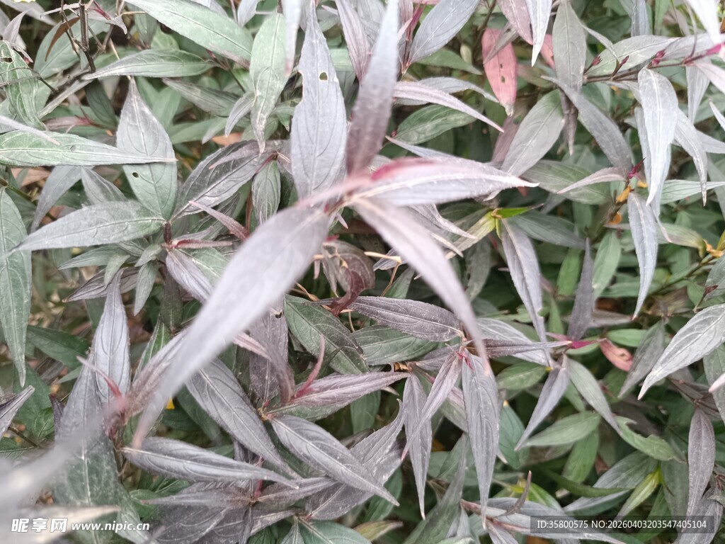 紫叶植物特写
