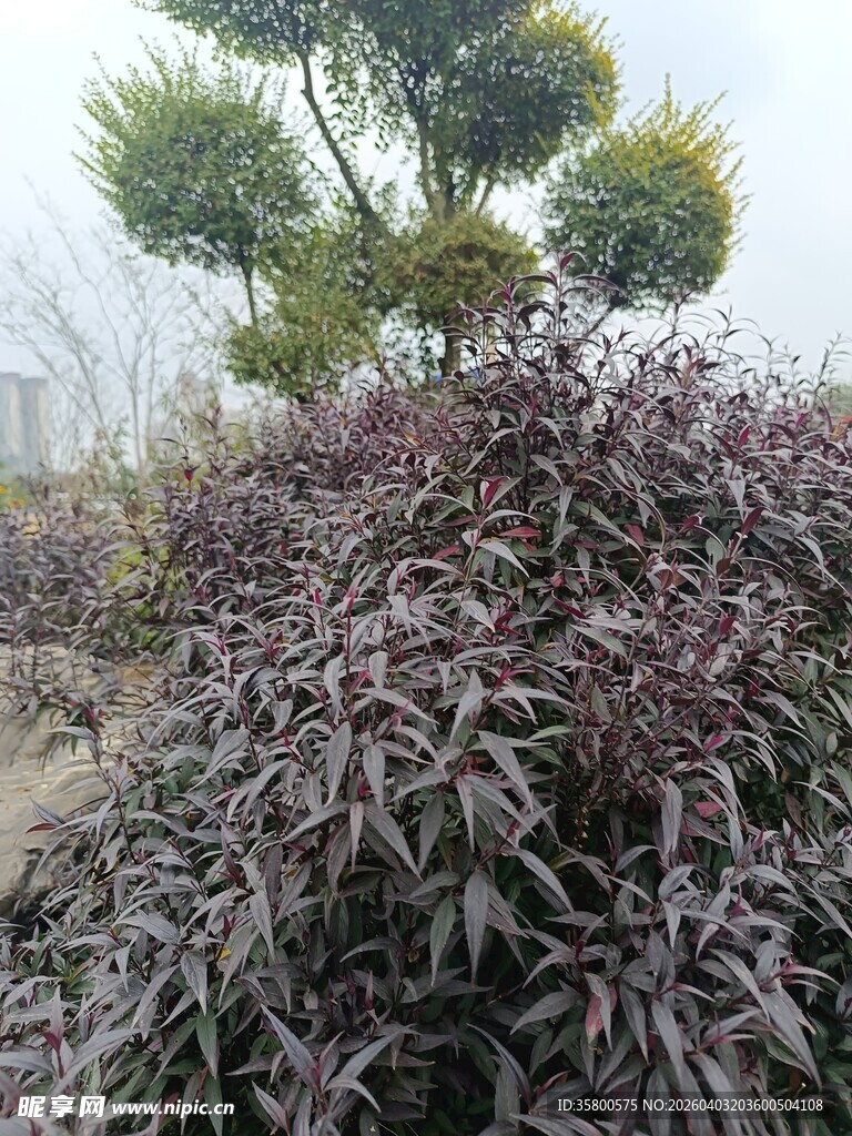 紫叶植物与绿色树木景观